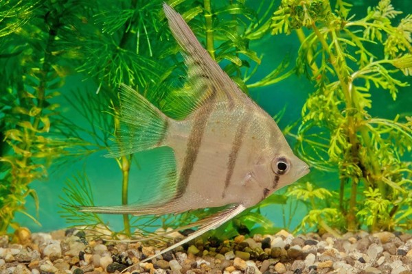 orinoco-angelfish