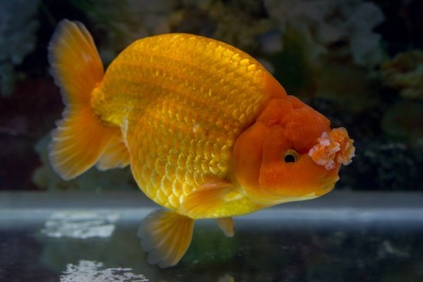 pompoms-goldfish-ek-lng-shutterstock