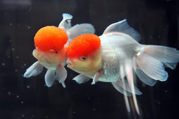 red-cap oranda-goldfish