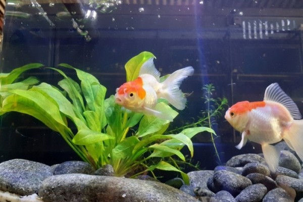 red-cap-oranda-goldfish-with-amazon-sword-plant-and-rocks