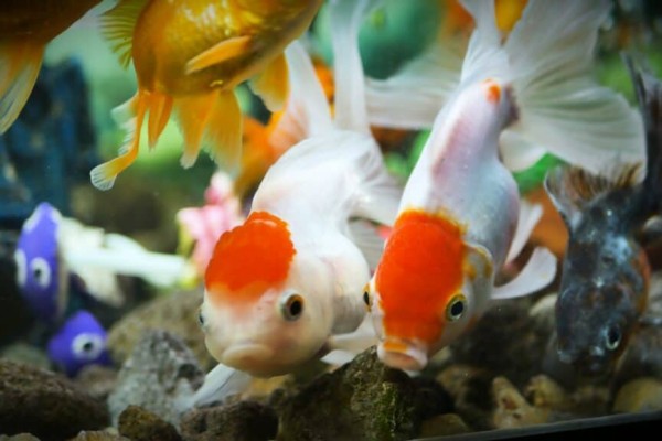 redcap-oranda-goldfish