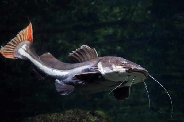 cá da trơn đuôi đỏ trong nước ngọt