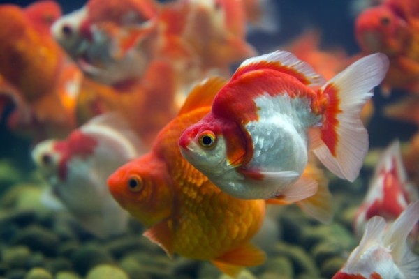 ryukin-goldfish-in-tank