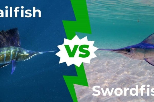 Sailfish vs Swordfish