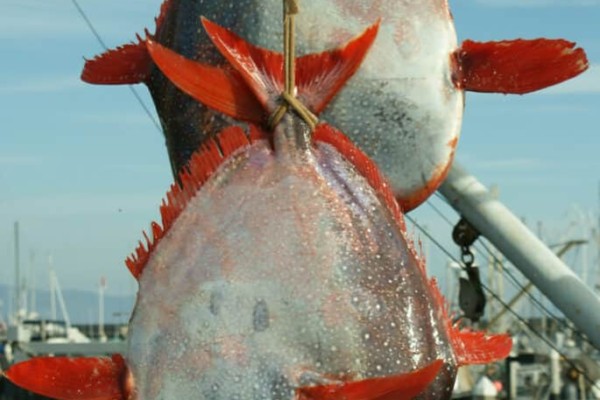 opah-sunfish