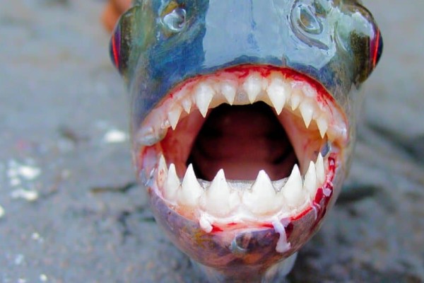 cá-piranha-làm-gì-ăn-piranha-răng-cận cảnh