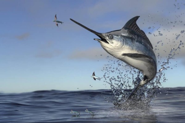 marlin-vs-swordfish-swordfish-nhảy ra khỏi nước