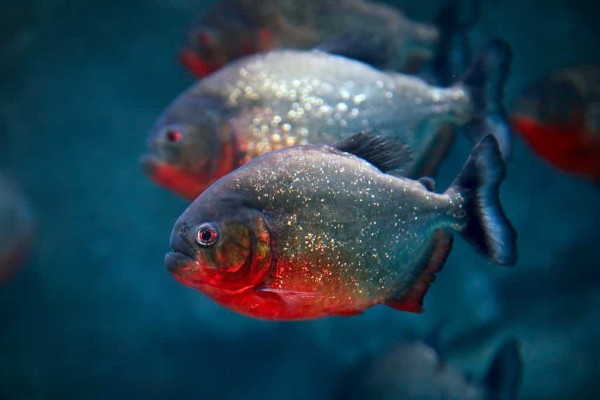 cá piranha bụng đỏ-pygocentrus-nattereri-hoặc-cá piranha đỏ-trong-môi trường sống của chúng