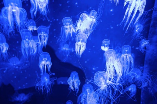 nguy hiem-sứa-hộp-sứa