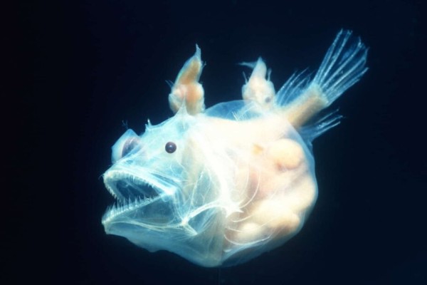 anglerfish-cái-với-đực-đính kèm