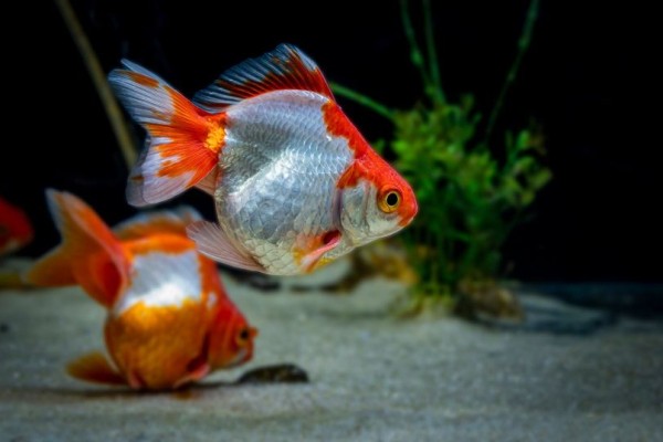 tosakin-or-curly-fantail-goldfish-sad-agus-shutterstock