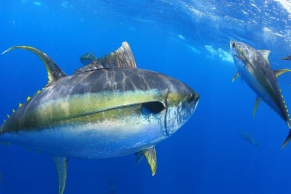 cá ngừ ahi-vs-cá ngừ vây vàng