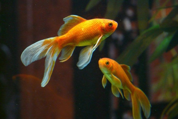 hai-goldfish-veiltail-1024x768