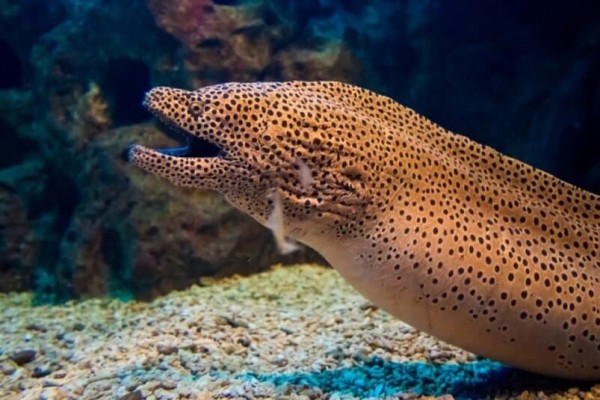 loại-hiếm-cá-lươn