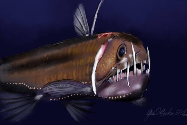 viperfish-1