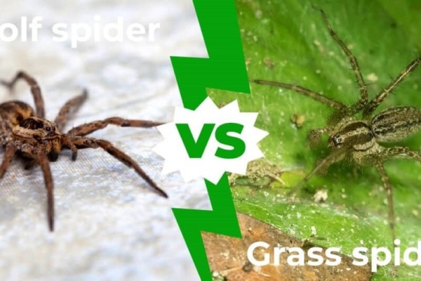 sói-nhện-vs-cỏ-nhện