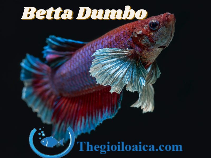 Dumbo là cá Betta có hai tai bơi rất to xoè như cánh quạt