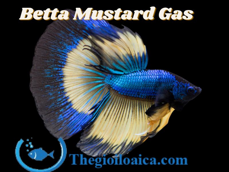 Mustard Gas là loài cá Betta đẹp nhất với thân hình màu xanh và vàng đồng