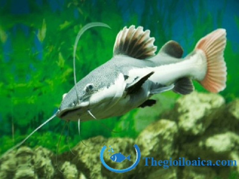 Hướng dẫn cách nuôi cá Hồng Vỹ chi tiết