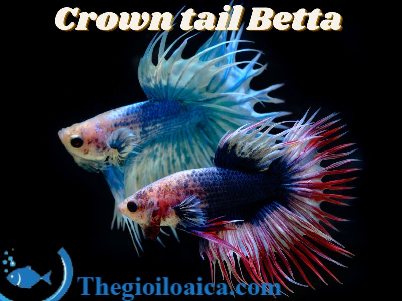 Crown Tail là loài cá Betta đẹp nhất thế giới với vây đuôi dạng rẽ cây