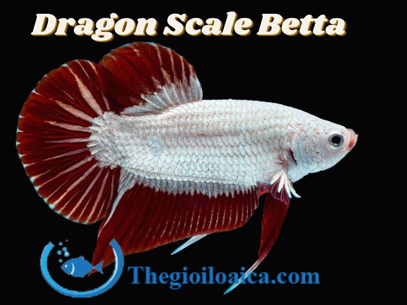 Dragon scale là loài cá Betta có những chiếc vảy như vảy rồng