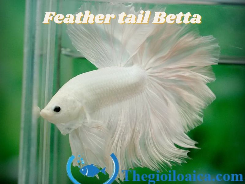 Feather tail là loại cá Betta đẹp nhất với vây đuôi giống lông chim quy giá