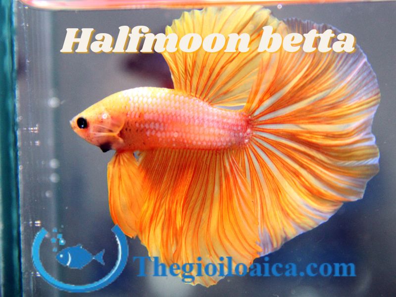 Halfmoon là loài cá Betta đẹp nhất thế giới với vây đuôi hình bán nguyệt