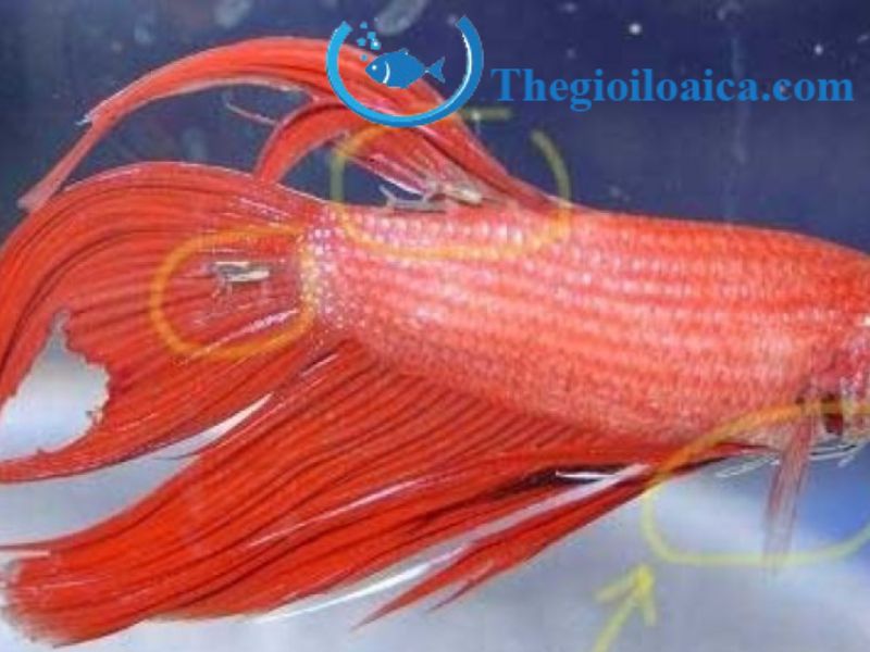 Hình ảnh nấm cá Betta bột