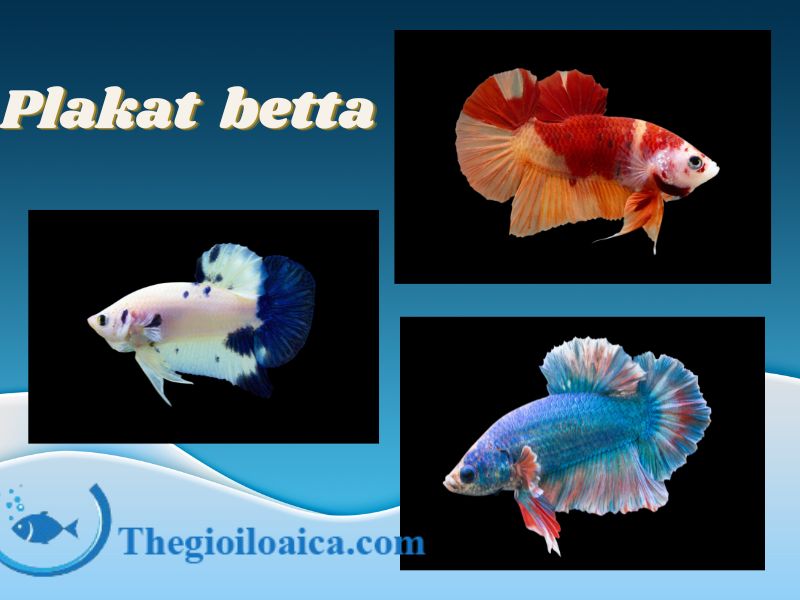 Plakat Betta là loại cá tuyệt đẹp sinh ra để chiến đấu