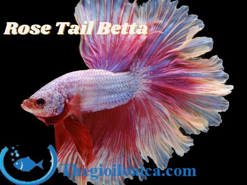 Rose Tail loài cá Betta đẹp nhất có vây đuôi như cánh hoa hồng