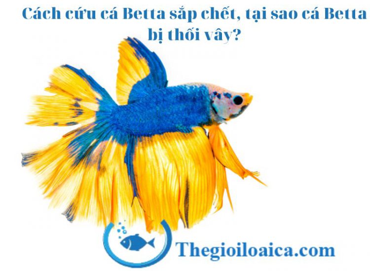 Giải pháp cứu cá Betta sắp chết