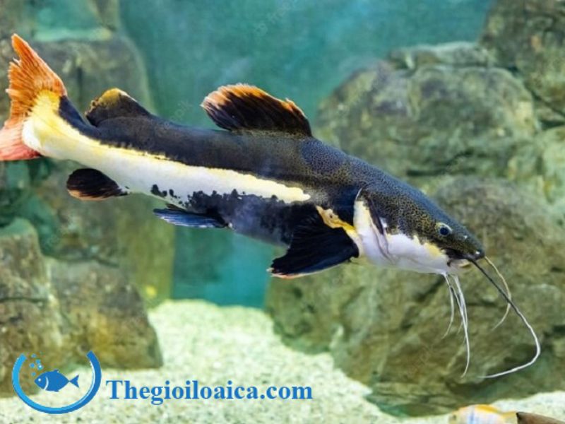 Cá Hồng Vỹ được xem là loài cá phong thủy