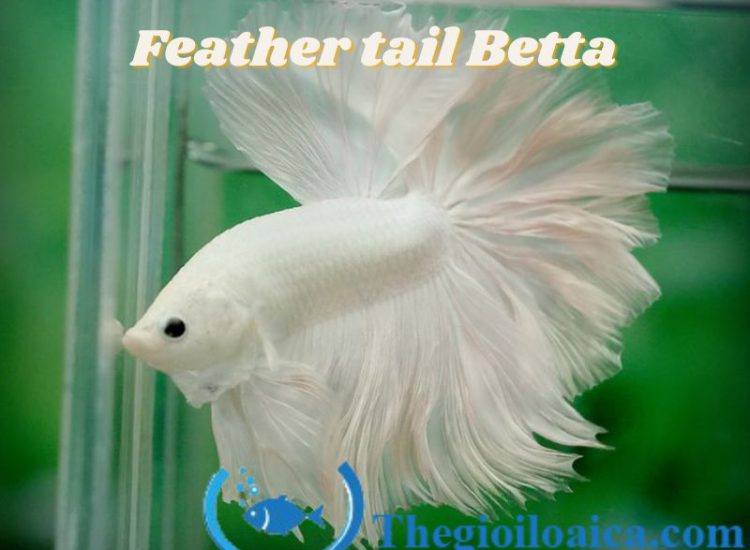 Feather tail là loại cá Betta đẹp nhất với vây đuôi giống lông chim quy giá