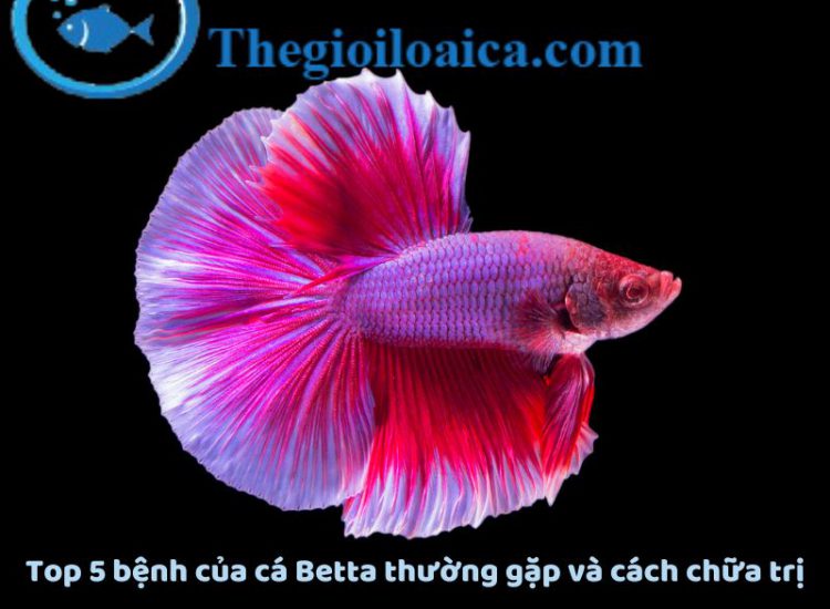 Những bệnh của cá Betta thường gặp