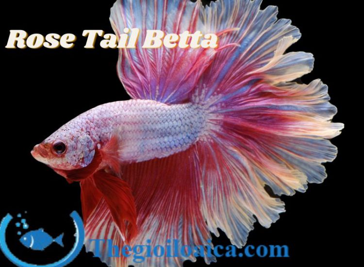 Rose Tail loài cá Betta đẹp nhất có vây đuôi như cánh hoa hồng