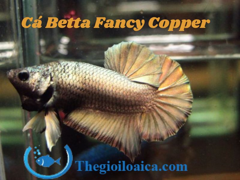 Cá Betta Fancy Copper trên vảy có màu ánh đồng