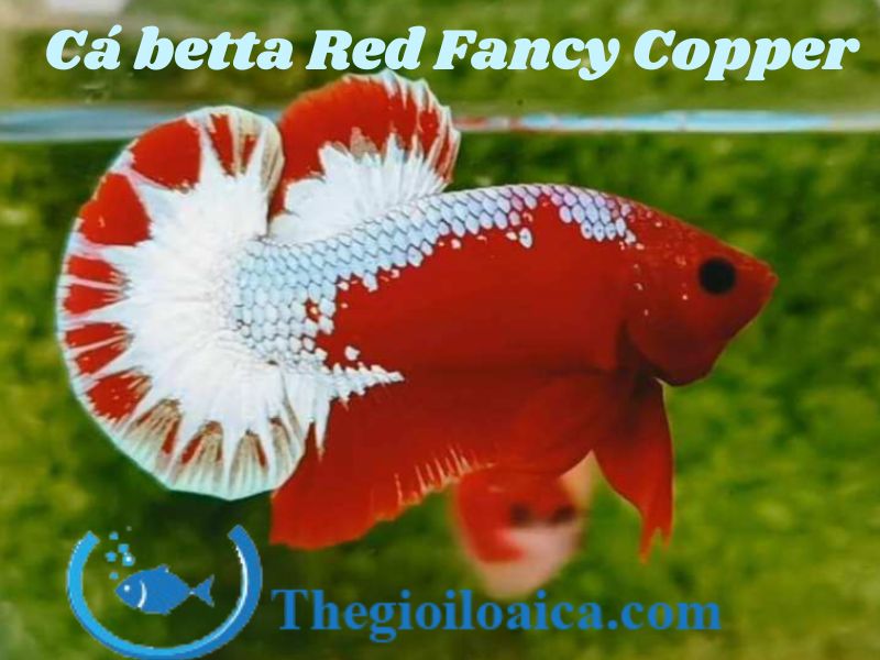 Cá Betta Red Fancy Copper