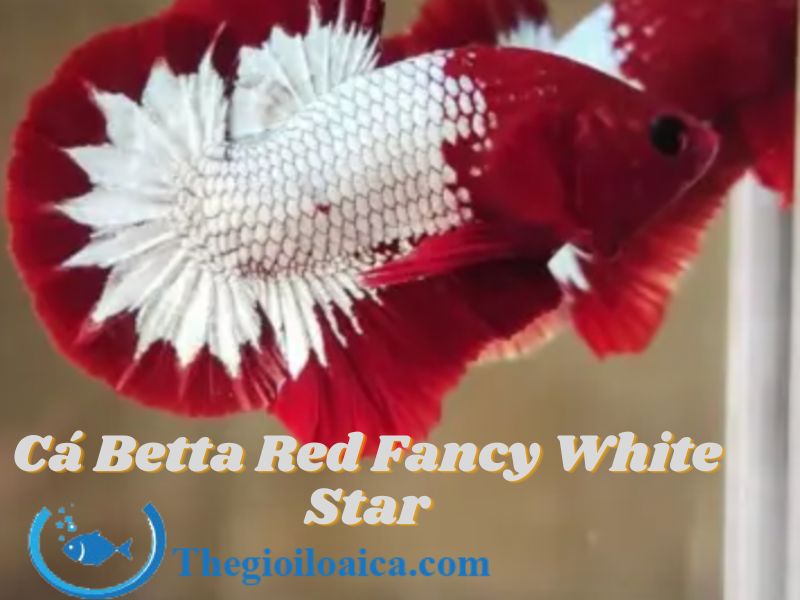 Cá Betta Red Fancy White Star