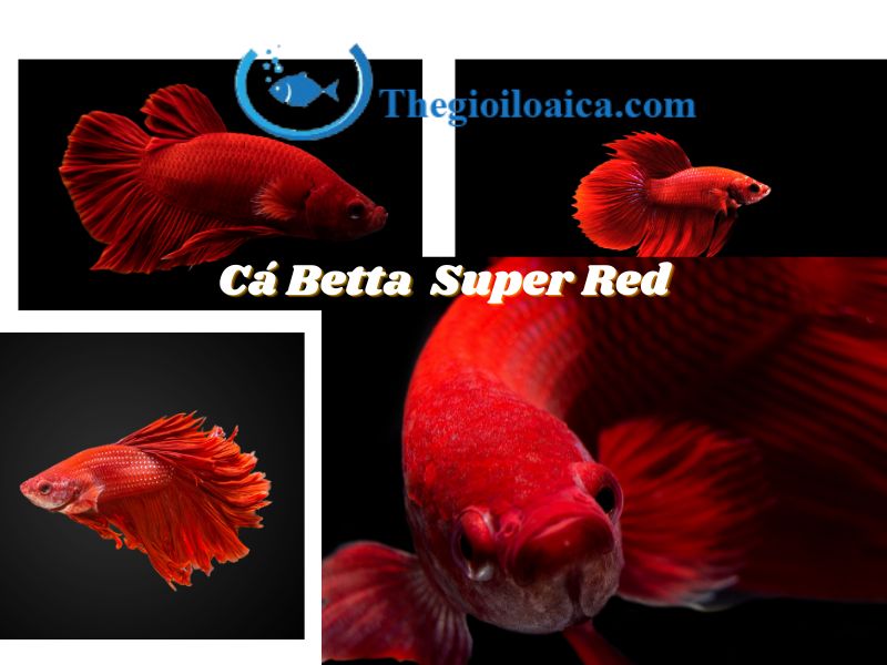 Cá Betta Super với màu sắc đỏ chủ đạo được ưu chuộng