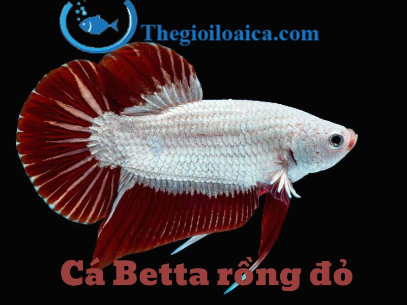 Cá Betta rồng đỏ đầy nét huyền bí và quyến rũ