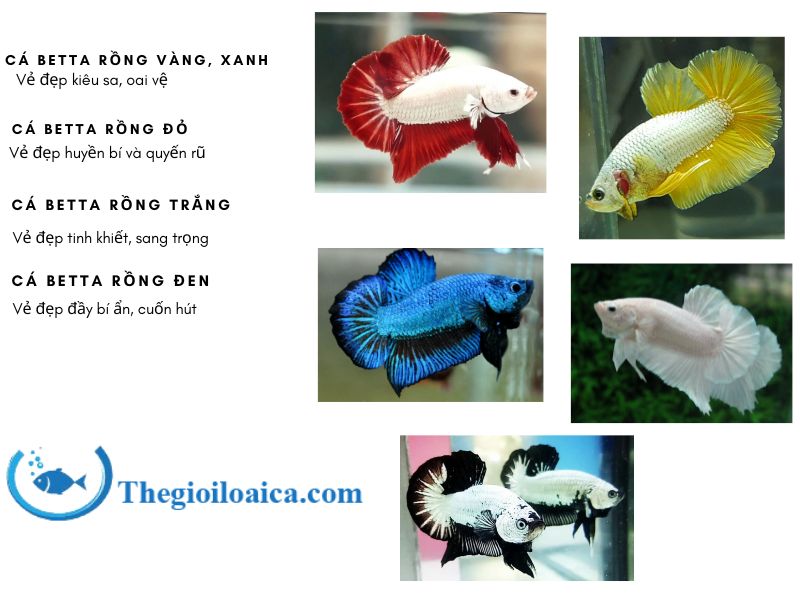 Tổng hợp mẫu cá Betta rồng vàng, xanh, rồng trắng, rồng đỏ, rồng đen được ưa chuộng nhất