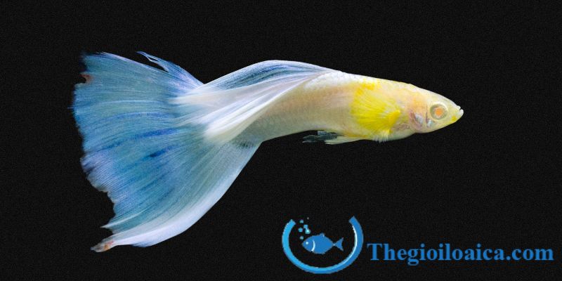 Hình ảnh Cá bảy màu blue topaz