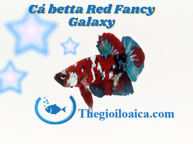 Cá betta Red Fancy Galaxy