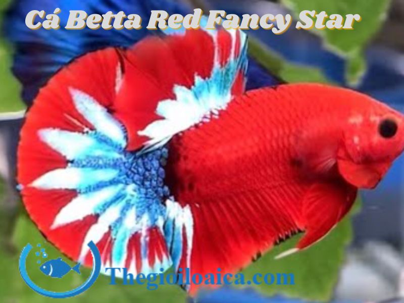 Cá Betta Red Fancy Star