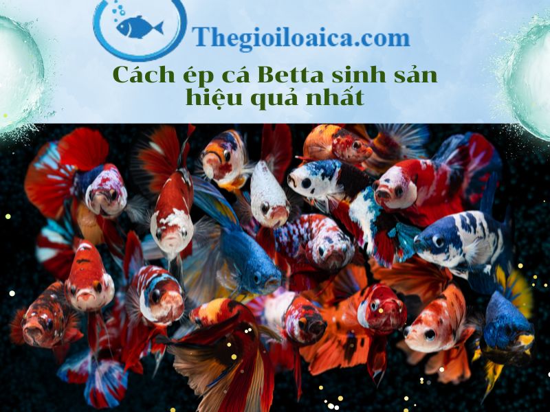 Cách ép cá Betta sinh sản hiệu quả nhất