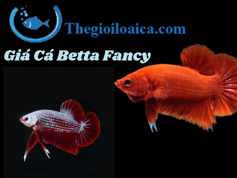 Giá cá Betta Fancy tuỳ thuộc vào nguồn gốc chất lượng của cá