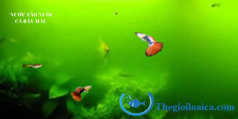 Sử dụng nước tảo để nuôi cá bảy màu 