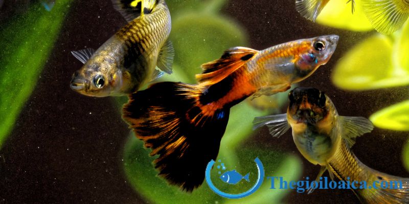 Hình ảnh cá bảy màu tại Thế giới cá 246 