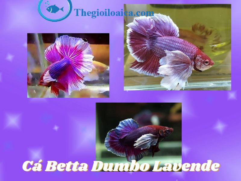 Cá Betta Dumbo Lavende vây đuôi dumbo và màu lavender