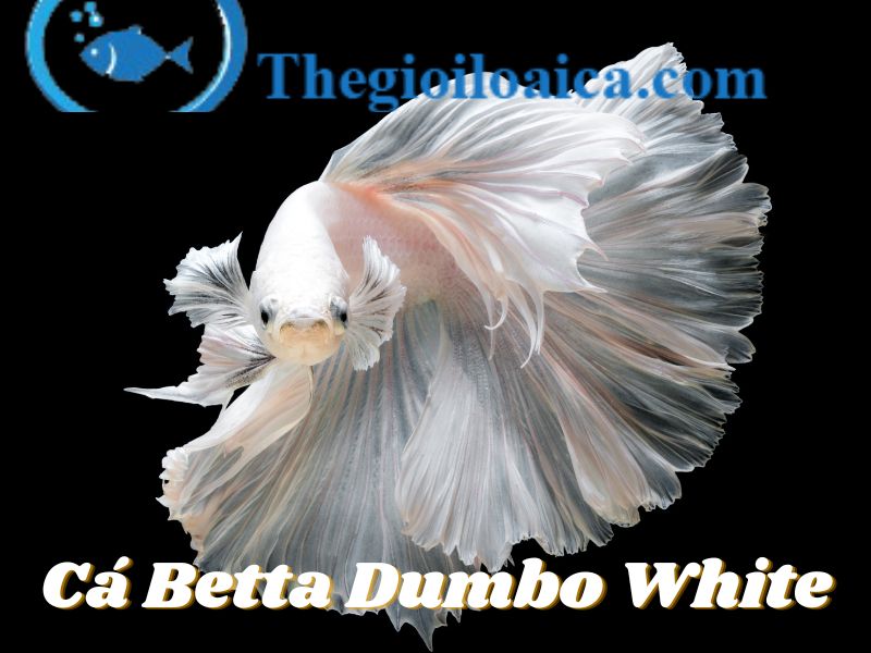 Cá Betta Dumbo White với màu trắng lấp lánh như ngọc trai